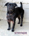 Stryker