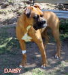 Daisy Mae (Ritzy)