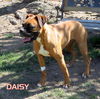 Daisy Mae (Ritzy)