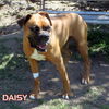 Daisy Mae (Ritzy)