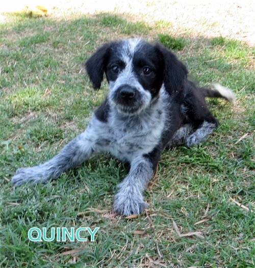 Quincy (Puppy)