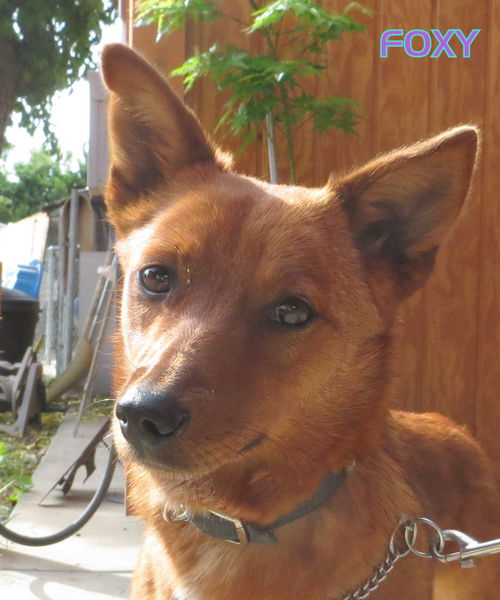 Foxy