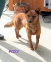Foxy