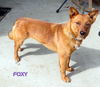 Foxy