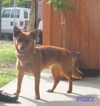 Foxy