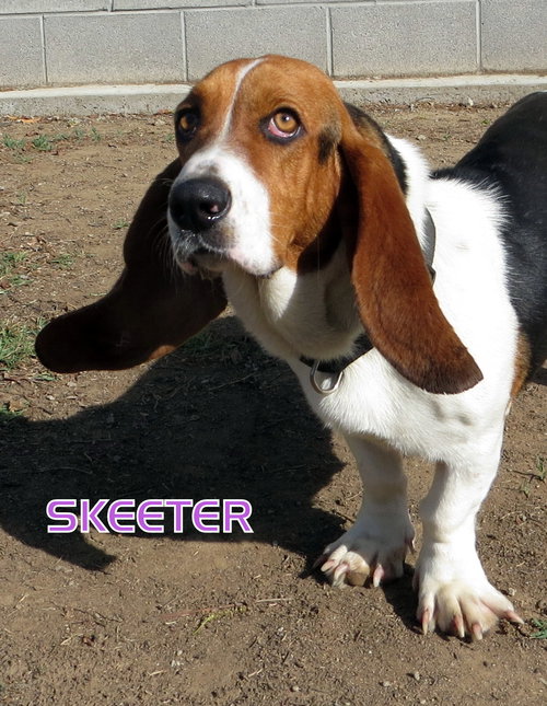 Skeeter (Ritzy)