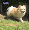 Nash (Ritzy)