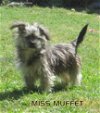 Miss Muffet (Posh Puppy)