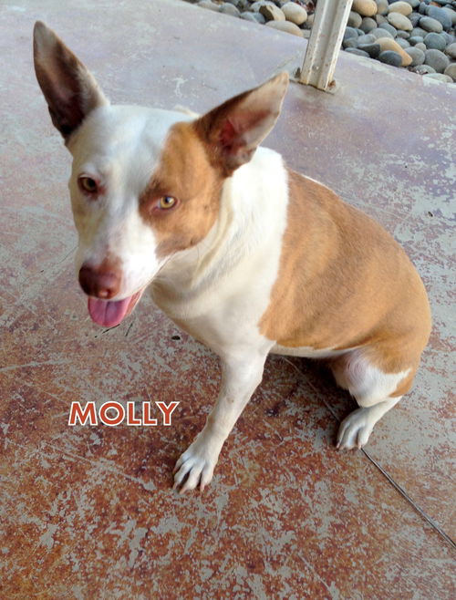 Molly