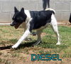 Diesel