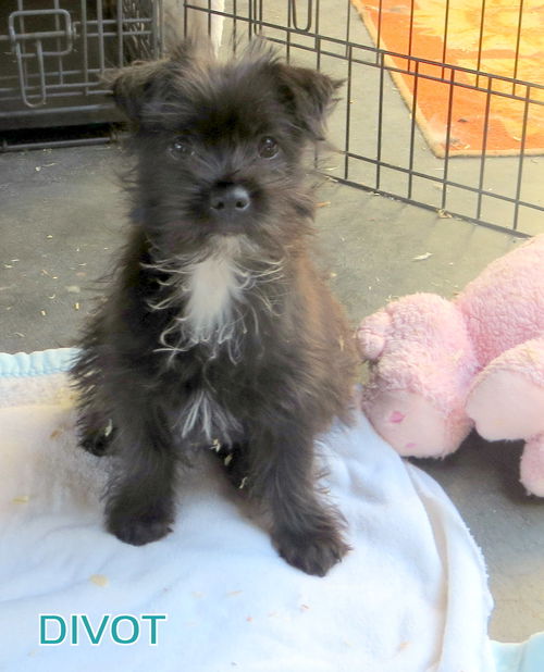 Divot (Puppy)