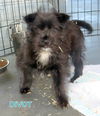 Divot (Puppy)