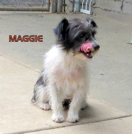 Maggie