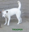 Trooper (Puppy)