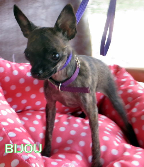 Bijou (Puppy)