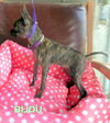 Bijou (Puppy)