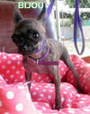 Bijou (Puppy)