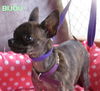 Bijou (Puppy)