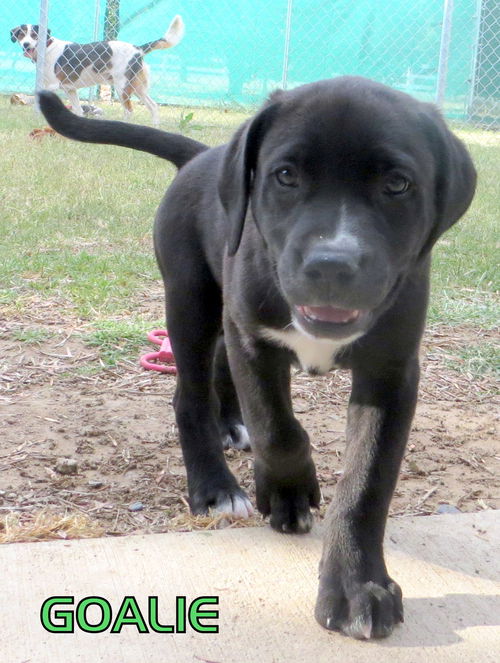 Goalie (Puppy)