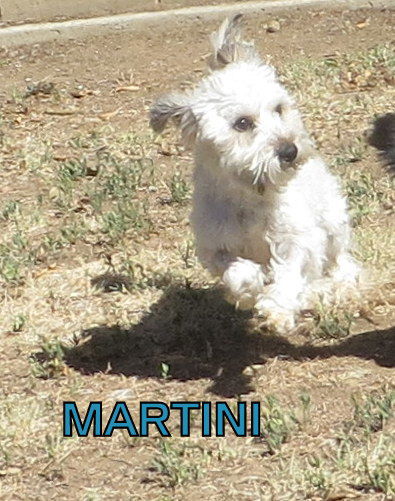 Martini