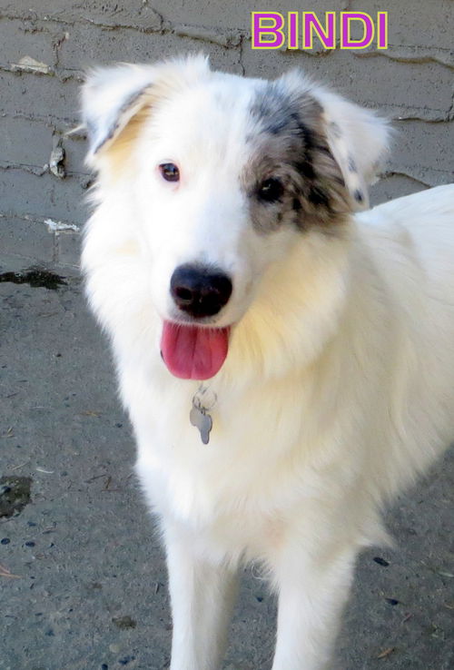Bindi