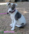 Britches (Puppy)