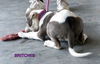 Britches (Puppy)