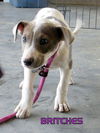 Britches (Puppy)