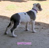 Britches (Puppy)