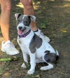 Britches (Puppy)