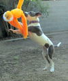 Britches (Puppy)