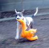 Britches (Puppy)