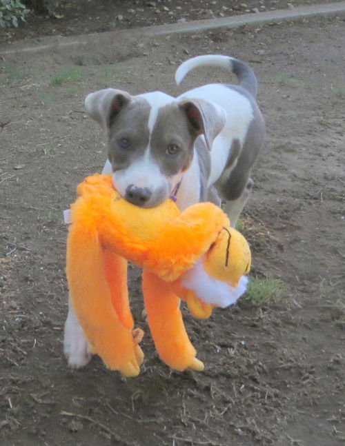 Britches (Puppy)