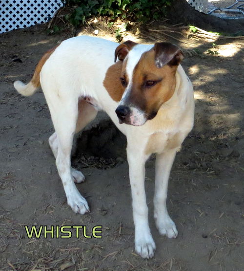 Whistle