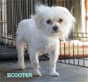 Scooter (Ritzy)