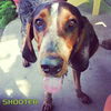 Shooter (Ritzy)