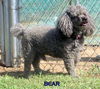 Bear (Ritzy/GrandPaws)