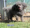 Bear (Ritzy/GrandPaws)