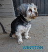 Winston (Ritzy)