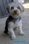Winston (Ritzy)