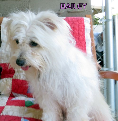Bailey (Ritzy)