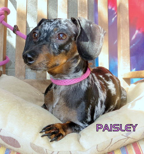 Paisley (Ritzy)