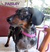 Paisley (Ritzy)