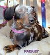 Paisley (Ritzy)