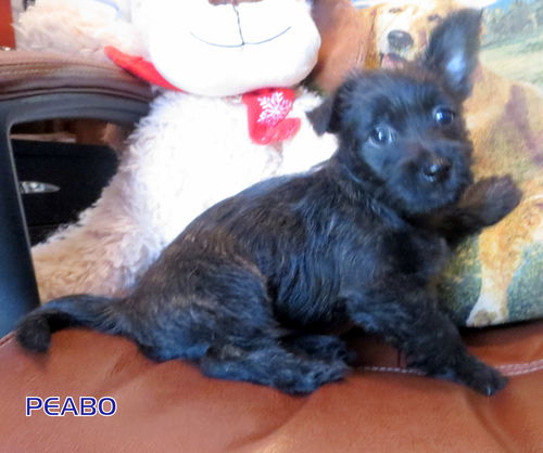 Peabo(Puppy)