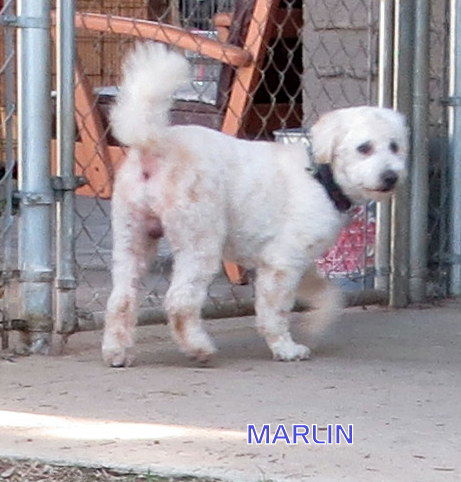 Marlin (Ritzy)