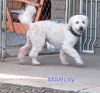 Marlin (Ritzy)