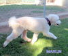 Marlin (Ritzy)