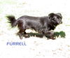 Furrell