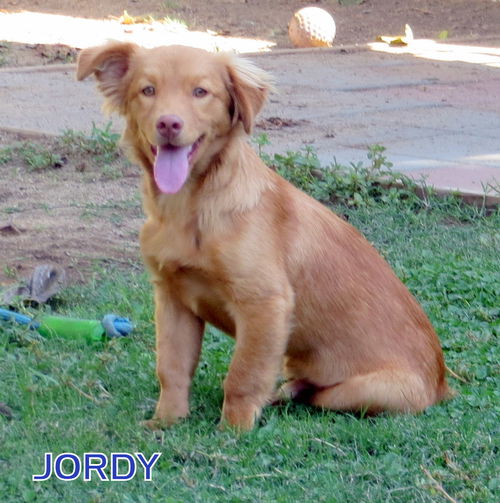 Jordy